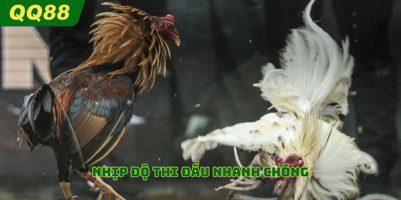 Nhịp độ thi đấu nhanh chóng ở đá gà cựa dao