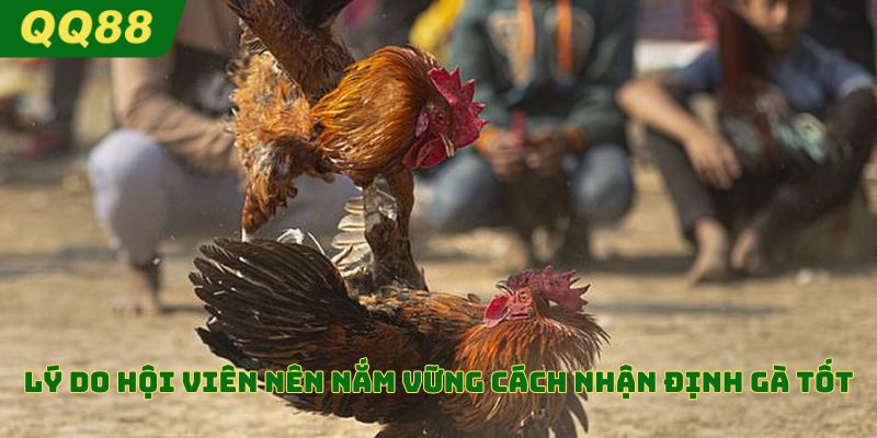 Lý do hội viên nên nắm vững cách nhận định gà tốt
